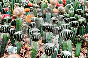 Z poušť strom kaktus a sukulentní rostliny v hrnce. z blízka krásný kaktus zelený špice a květina kaktus  